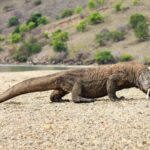 Dinilai Mematikan Usaha, Pelaku Wisata Minta Kebijakan Pembatasan Kuota Wisatawan ke TN Komodo Dicabut