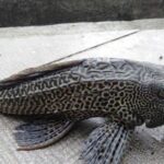 Dilema Ikan Sapu-sapu Jakarta: Antara Spesies Invasif dan Pembersih Limbah Alami