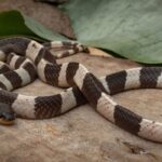 Usai Lulus Kuliah, Pemudi Ini Pilih Balik Kampung Ternak 60.000 Ular dan Malah Raup Rp 2,5 Miliar