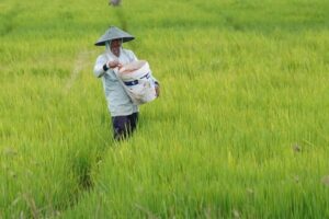 Asuransi Usaha Tani Padi Lindungi Petani dari Risiko Fenomena Iklim El Nino Godzilla
