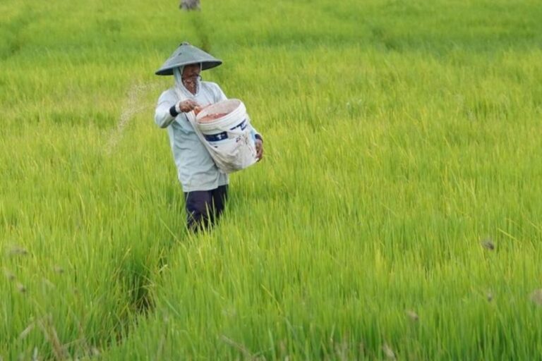 Asuransi Usaha Tani Padi Lindungi Petani dari Risiko Fenomena Iklim El Nino Godzilla