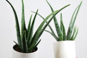 Tak Perlu Sering Pindah Pot, 7 Tanaman Hias Ini Lebih Suka Pot Sempit