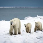 Beruang Kutub Mulai Makan Telur Burung dan Lebih Gemuk, Cukupkah Melawan Perubahan Iklim?