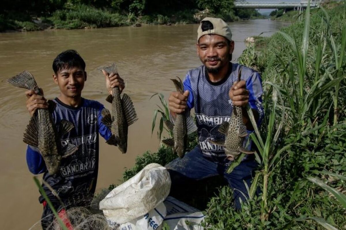 Dosen Perikanan Undip Ungkap Mengapa Ikan Sapu-sapu di Sungai Amazon Bisa Dikonsumsi Sementara di Indonesia Tidak