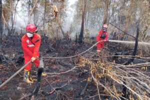 Daftar Wilayah Rawan Karhutla di Jateng 2026, Blora hingga Wonogiri Masuk Zona Merah