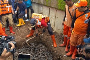 Polemik Ikan Sapu-sapu: Dikubur Hidup-hidup Dikritik, Dijadikan Pakan Ternak Dinilai Berbahaya