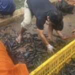 Respons Kritik MUI, Pemkot Jaksel Ubah Metode Pemusnahan Ikan Sapu-sapu dengan Cara Ini