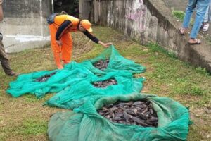 Diusulkan MUI, Pemanfaatan Ikan Sapu-sapu Jadi Pakan Ternak Dinilai Berisiko