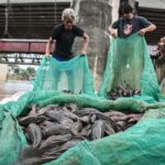 Dikritik MUI, Pemprov DKI Akui Sulit Musnahkan Ikan Sapu-sapu Satu per Satu