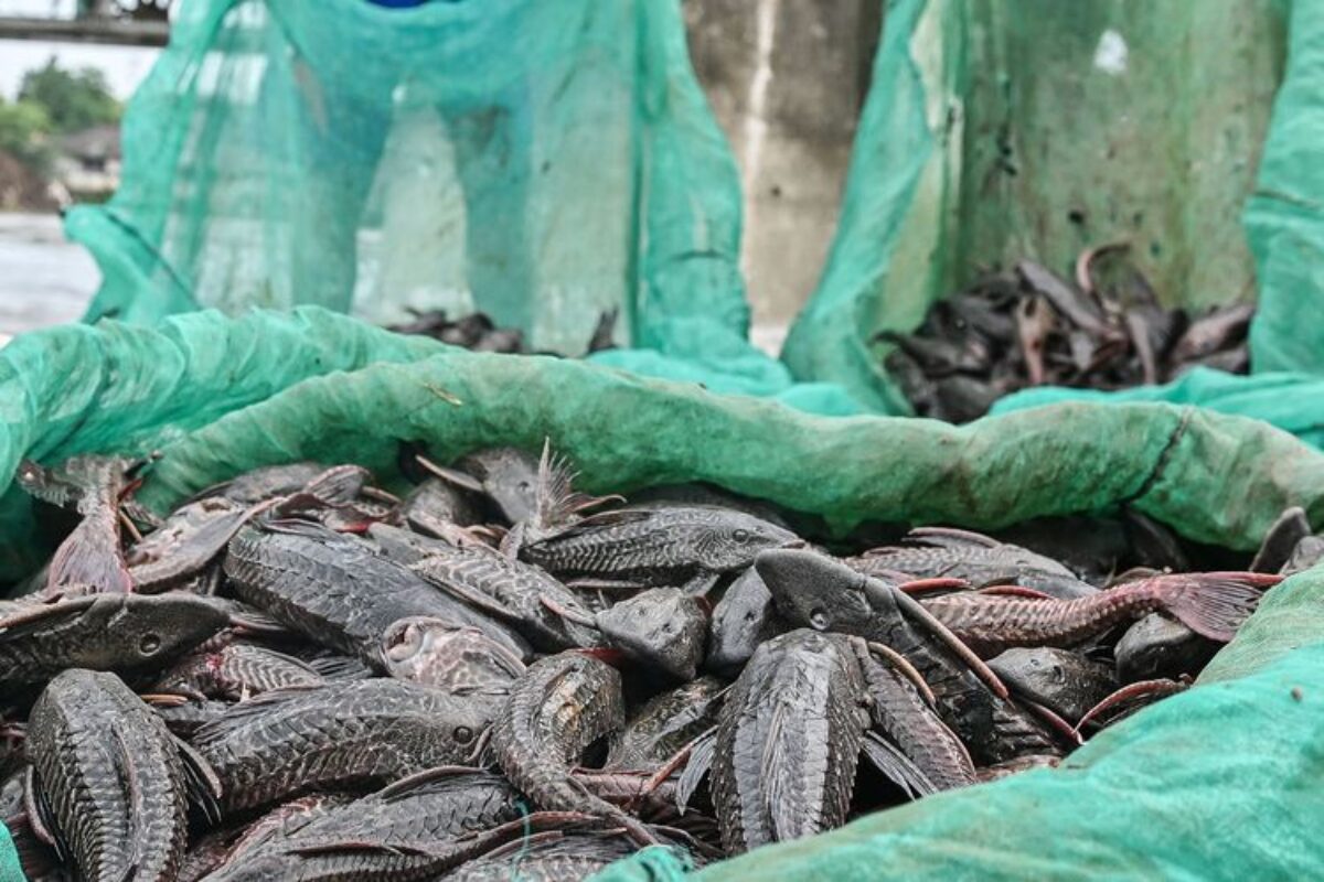 Pakar BRIN Ingatkan Risiko Bioakumulasi Logam Berat pada Ikan Sapu-sapu Jakarta