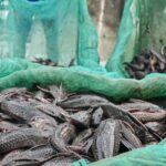 Dari Mana Asal Ikan Sapu-sapu dan Mengapa Jadi Masalah?