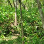 Kotak Sumbangan Pernikahan di Gunungkidul Dicuri, Korban Menangis, Uang Rp 15 Juta Lenyap