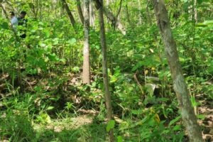 Kotak Sumbangan Pernikahan di Gunungkidul Dicuri, Korban Menangis, Uang Rp 15 Juta Lenyap