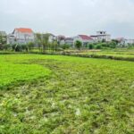 Dari Tanaman Gulma Jadi Komoditas, Kisah Budidaya Semanggi di Kampung Semanggi Surabaya