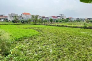 Dari Tanaman Gulma Jadi Komoditas, Kisah Budidaya Semanggi di Kampung Semanggi Surabaya