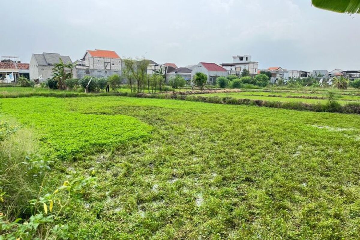 Dari Tanaman Gulma Jadi Komoditas, Kisah Budidaya Semanggi di Kampung Semanggi Surabaya