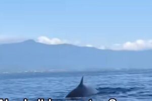 Viral Kemunculan Paus Minke di Bali, Peneliti Ungkap Penyebabnya