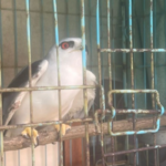 Warga Tabanan Bali Selamatkan Elang Tikus yang Terjebak Getah Lengket