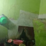 Kronologi Wanita Paruh Baya Tewas Tertimpa Tembok Kamar Mandi di Jakut