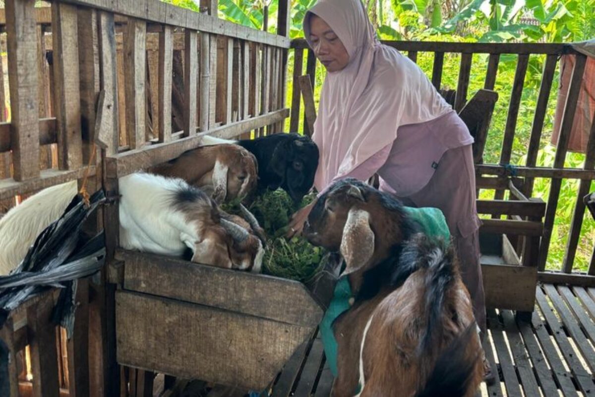 Kisah Ibu Tunggal di Ngawi, Ternak Kambing dari Nol hingga Kuliahkan Anak di UGM
