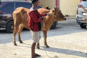 Marak Pencurian Sapi Jelang Idul Adha, Kades se-Bangkalan Desak Polisi Tangkap Pelaku