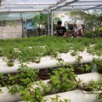 Harum Cuan Daun Mint dari Pekarangan, Kisah Sukses Urban Farming di Pangkalpinang