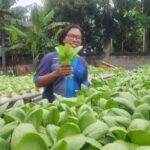 Tiga Pemuda Pasuruan Sulap Lahan Kosong Jadi Kebun Hidroponik